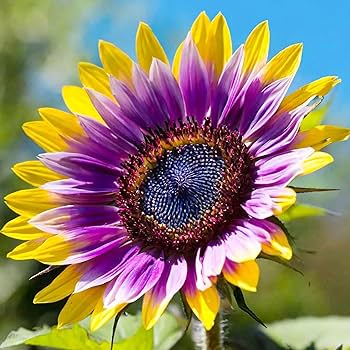 Sunflower ページ 81Csgru+o9L._UF350,350_QL80_.jpg